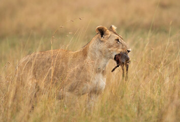 Fototapeta na wymiar A subadult lion with a warthog kill at Masai Mara, Kenya