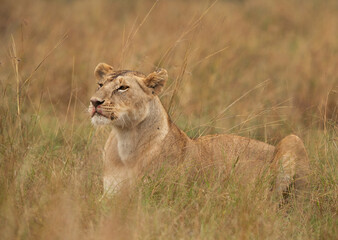 A subadult lioness in the mid of grasses while feeding a piglet, Masai Mara, Kenya