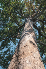 tree background in concept of earth sustainability resource and green nature environment, environmental ecology for save the global planet protection or eco renewable energy, plant conservation