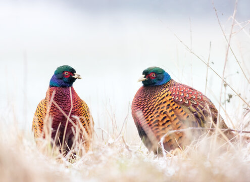 Pheasant, Phasianus. Two wild male bird stands on the snow,