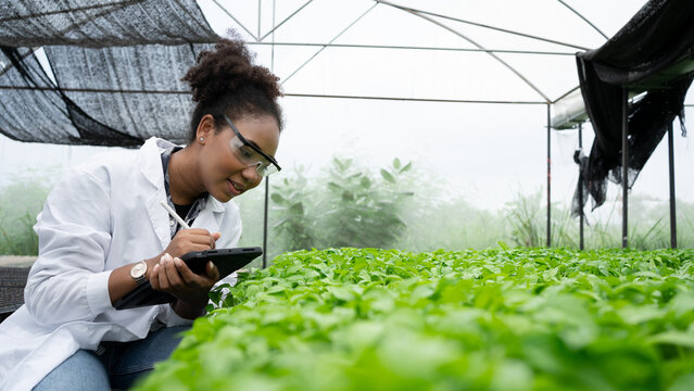 Scientists woman with black hair using tablet and examined the quality of vegetable organic lettuce from the farmer's hydroponic farm. - Powered by Adobe