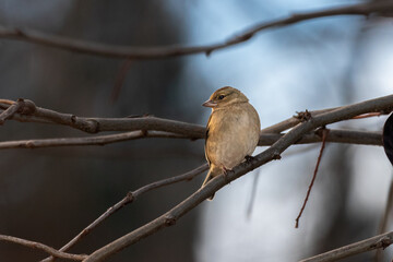 Common Chaffinch perched on a tree branch