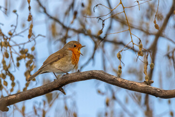 European Robin perched on a tree branch