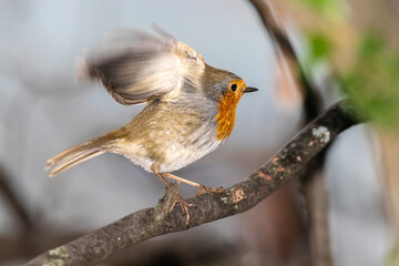 European Robin perched on a tree branch