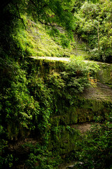 stream in the forest
