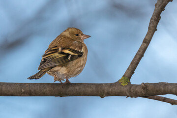 Common Chaffinch perched on a tree branch