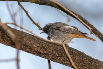 Black Redstart perched on a tree branch