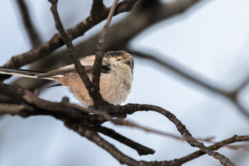 Long-tailed Tit perched on a tree branch