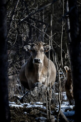 Fototapeta na wymiar vacas // cows