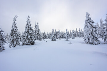 Coniferous forest in the winter