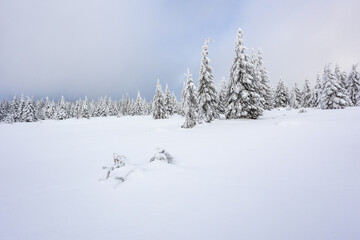 Coniferous forest in the winter