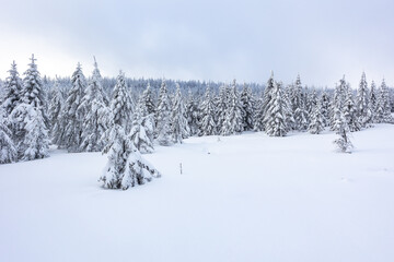 Coniferous forest in the winter