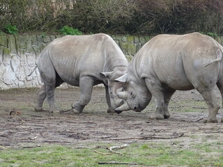 Two-horned rhinoceros