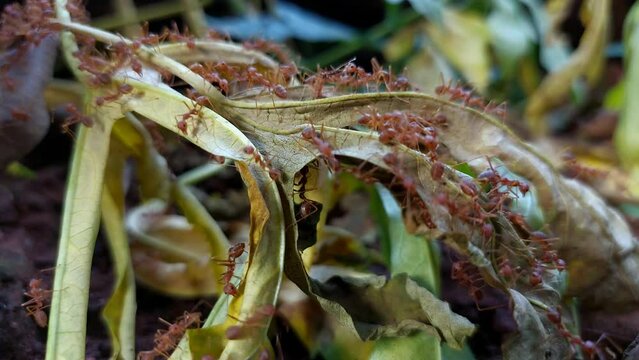 Weaver ant (Oecophylla smaragdina) major worker