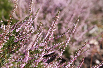 Obraz premium Close up of heather flowers in the forest. Calluna vulgaris, Portugal