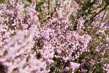 Close up of heather flowers in the forest. Calluna vulgaris, Portugal
