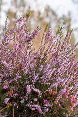 Close up of heather flowers in the forest. Calluna vulgaris, Portugal