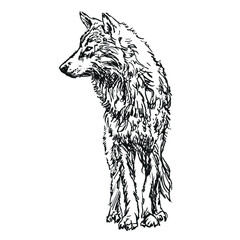 wolf - hand drawn black and white vector illustration on white background