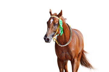 Portrait of a horse winner in the competition with a beautiful rosette on the bridle. Thoroughbred horse won the race. Isolated as png