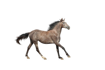 A beautiful brown-gray horse galloping unusual suit. Isolated as png