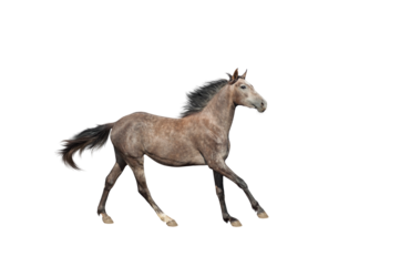 A beautiful brown-gray horse galloping unusual suit. Isolated as png