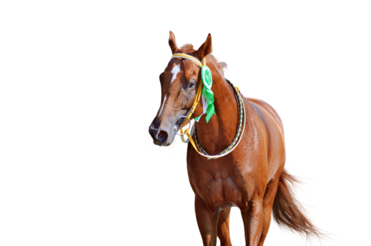 Portrait of a horse winner in the competition with a beautiful rosette on the bridle. Thoroughbred horse won the race. Isolated as png