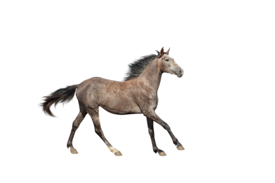 A beautiful brown-gray horse galloping unusual suit. Isolated as png