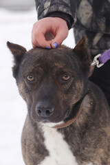 staffordshire terrier closeup photo on leash with human hand