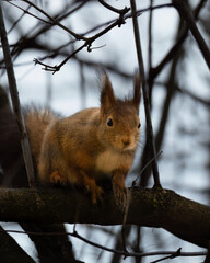 Obraz premium Red Squirrel in sweden
