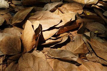 Dead Dry Leaves Texture on Ground