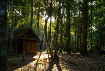 Wooden Cottage in Forest with Sunlight
