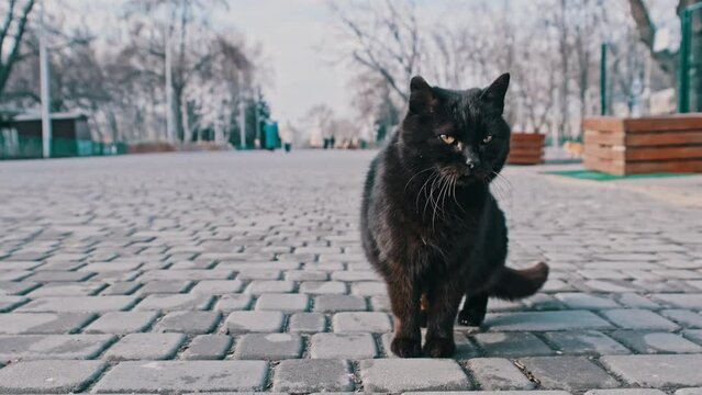 A stray black cat sits close-up on the sidewalk in a gray city park in slow motion. A lonely hungry homeless cat looking for food. Wild cute cat in nature on a spring day. Adorable wildcat outdoor. 4K