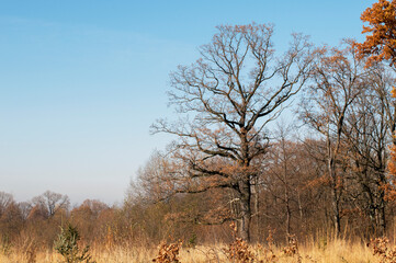 Autumn in the forest, colorful forest and sunny day.