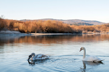 white swans at sunrise under colorful sky