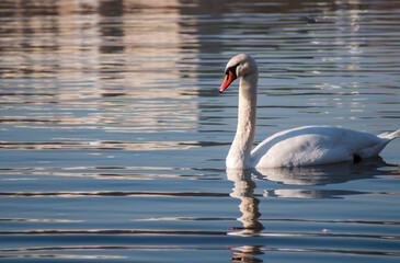 A white majestic swan floats in front of a wave of water. Young swan in the middle of the water. Drops on a wet head.
