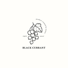 Line art black currant branch illustration
