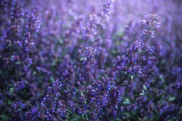 bright lilac sage flowers in the field