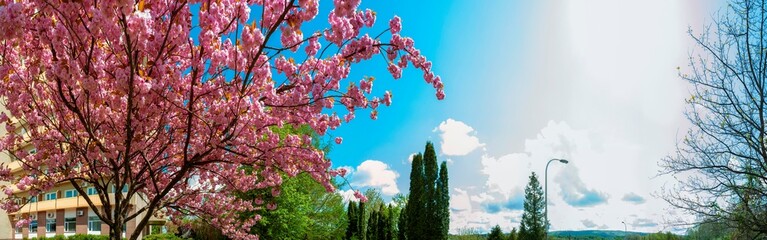 Landscape design of luxury home garden. Picturesque view of the landscaped garden in the yard. Landscape design with plants and flowers in a private area. Natural space scenery space in summer