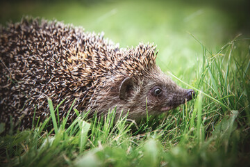 The cute hedgehog runs on the grass