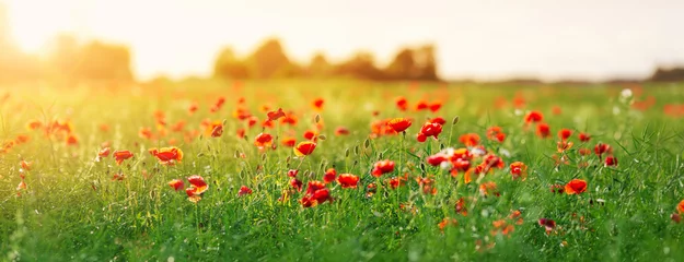 Foto auf Acrylglas Gras Panoramic view of the poppy red flowers in the field in the sunset.