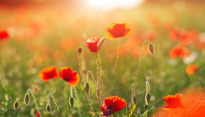 Close up view of the poppy red flowers in the field in the sunset.