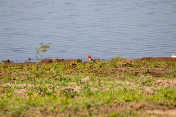 Cardenal en la orilla 