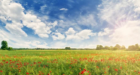 Fototapeten Botanical field with red poppy flowers in summer day. © candy1812