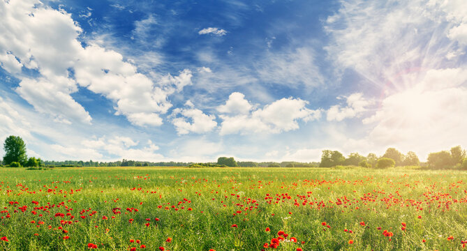 Botanical field with red poppy flowers in summer day.