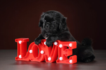 Cute little black puppy with lettering love. Tibetan spaniel puppy