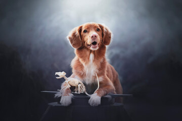 Pies w mieście © Jagoda