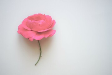 Pale pink rose flower on the white table, art card