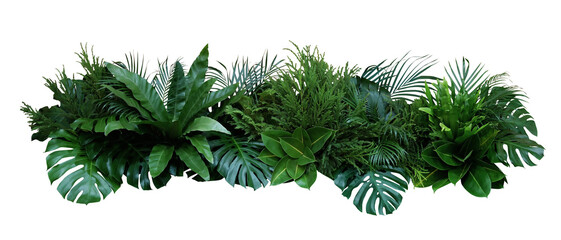 Green leaves of tropical plants bush (Monstera, palm, rubber plant, pine, bird’s nest fern) floral arrangement indoors garden nature backdrop - Powered by Adobe