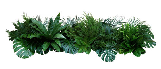 Green leaves of tropical plants bush (Monstera, palm, rubber plant, pine, bird’s nest fern) floral arrangement indoors garden nature backdrop