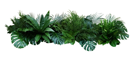 Foto op Aluminium Green leaves of tropical plants bush (Monstera, palm, rubber plant, pine, bird’s nest fern) floral arrangement indoors garden nature backdrop © Chansom Pantip